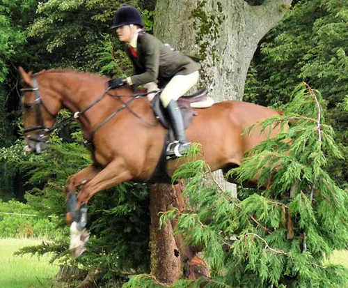 Show jumping at Castlewellan Agricultural Show in July