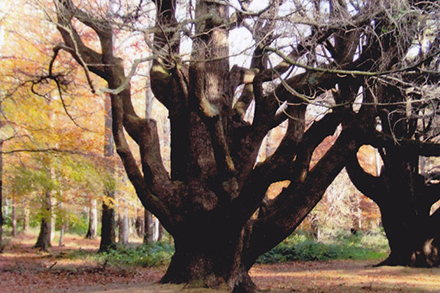 Hymalayan cedar trees line the main entrance avenue to Tollymore Park